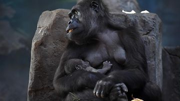 Gorilla Kiran vauva elokuu 2016