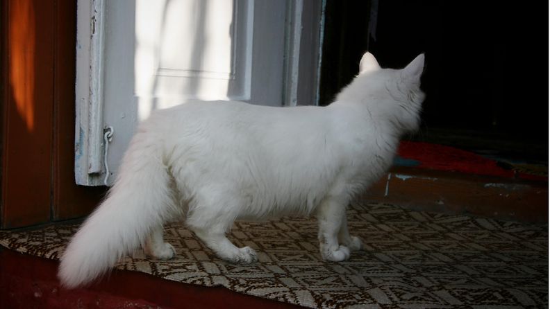 valkoinen kissa