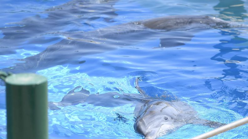 Särkänniemen delfiinit Atticassa 1