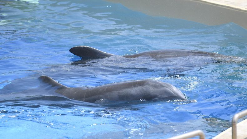 Särkänniemen delfiinit Atticassa 3
