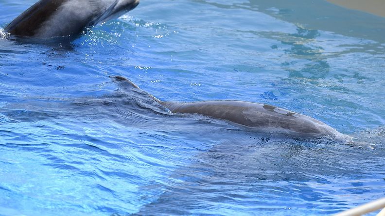 Särkänniemen delfiinit Atticassa 4