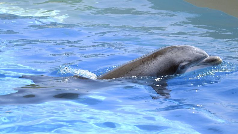 Särkänniemen delfiinit Atticassa 5