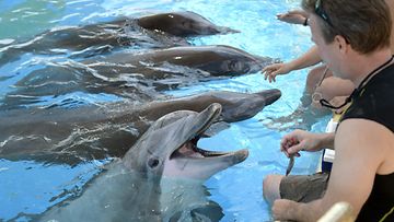 Särkänniemen delfiinejä ruokittiin Kreikassa