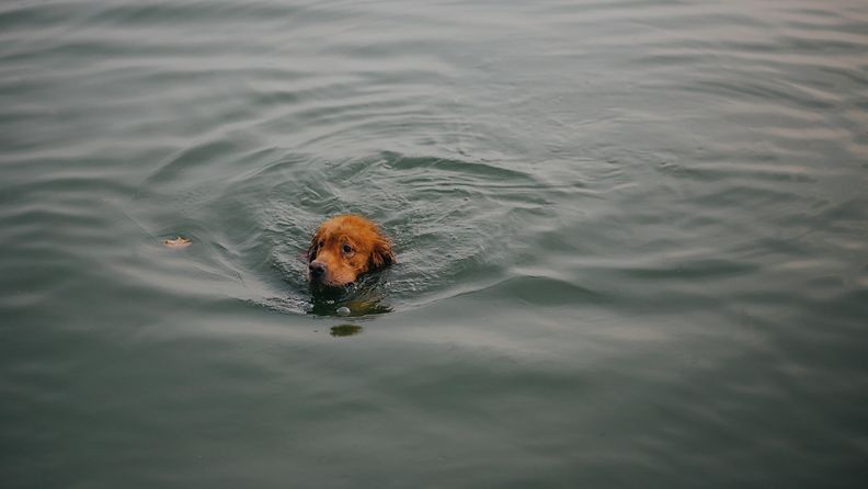 koira_järvessä