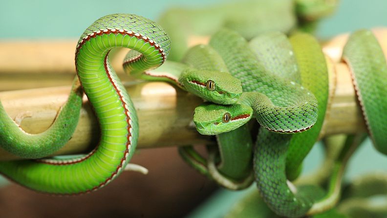Helsingin Tropicarioon tullut uusi käärmetuttavuus Popenpalmukyy on synnyttänyt seitsemän kirkkaan vihreää poikasta. 