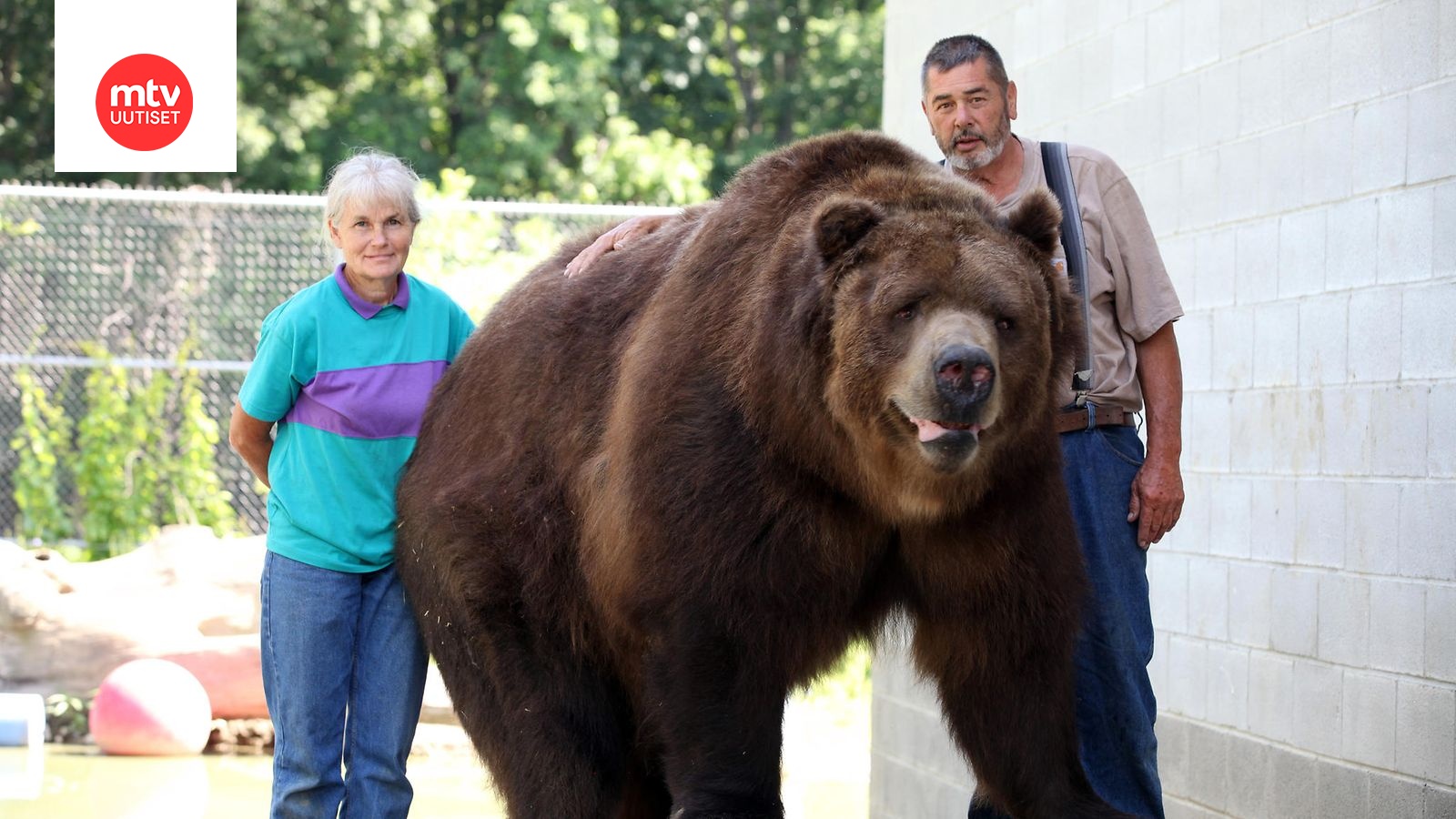 гигантские медведи фото