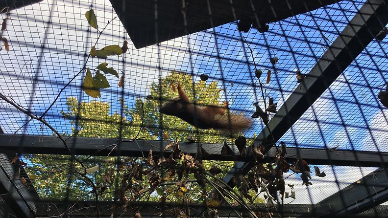 Korkeasaaren villieläinsairaala orpo orava