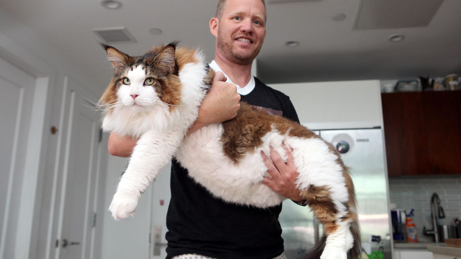 Pituutta huikeat 1,2 metriä! Jättikokoinen Samson-kissa syö kuusi  purkillista ruokaa päivässä 
