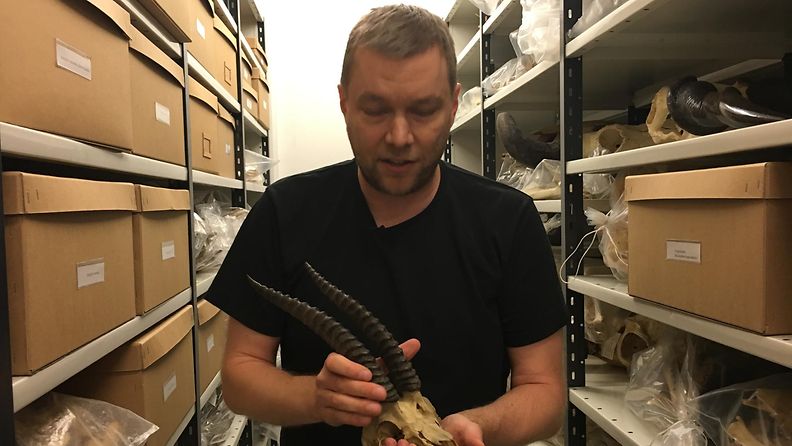 Tutkija Henry Pihlsröm esittelee gasellin sarvia, jotka Akseli Gallen-Kallela lahjoitti.