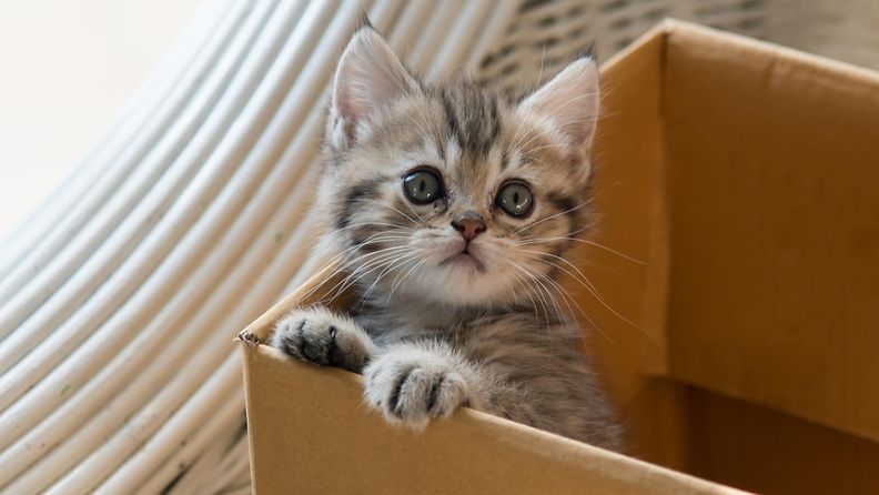 kissanpentu laatikko