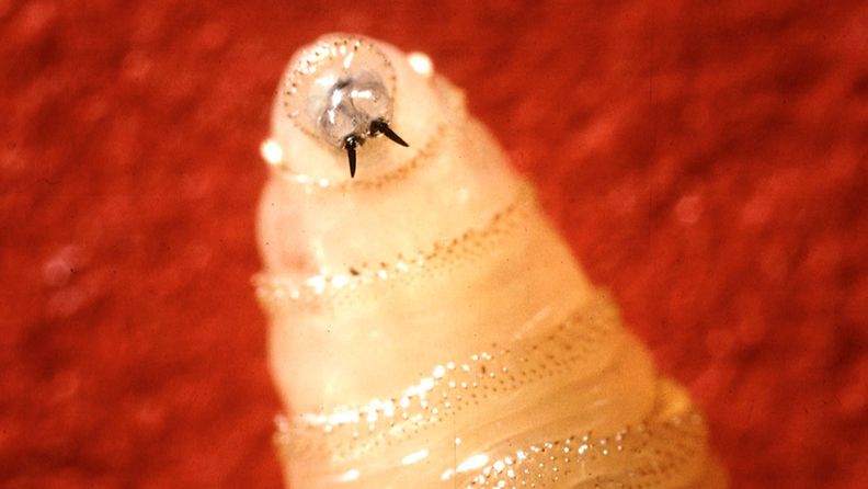 lihansyöjäkärpäsen toukka cochliomyia hominivorax