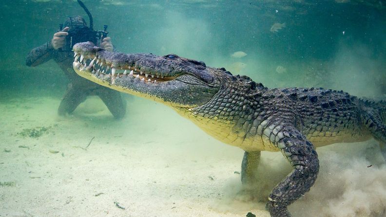 krokotiili kuvaus