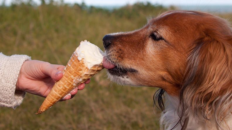 koira syö jäätelöä