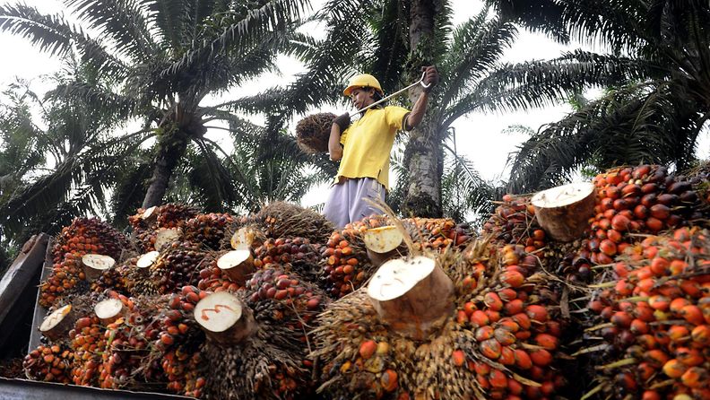 Palmuöljy, Indonesia, öljypalmu