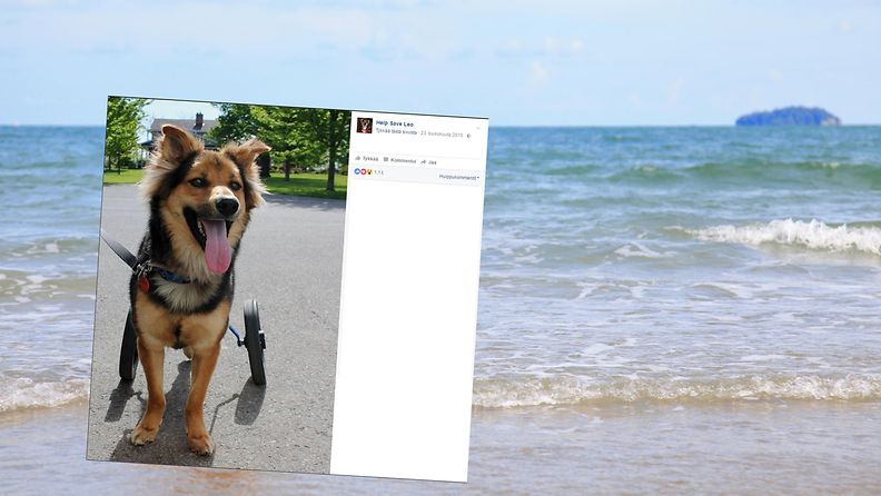 koira rannalla