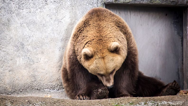 karhu korkeasaari 2016 2