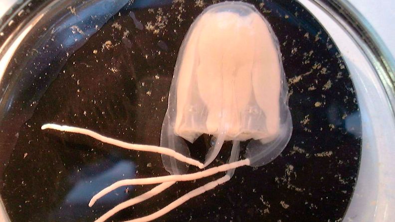irukandji meduusa