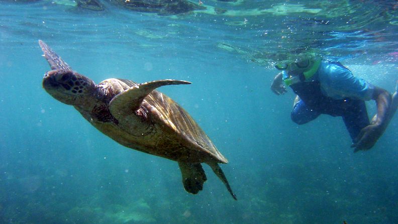 Merikilpikonna, Australia, kilpikonnat
