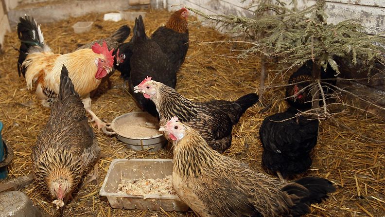 kana siipikarja maatiaiskana lintuinfluenssa