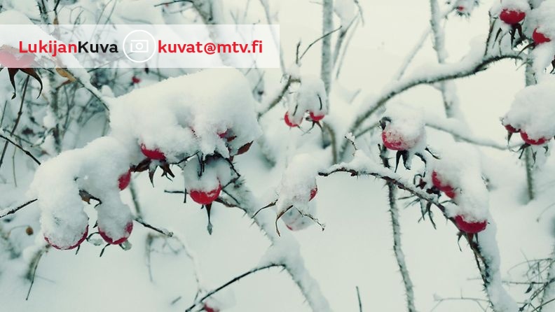 Lukijan kuva sää lumi uusi lumi talvi Pekka Hatunen