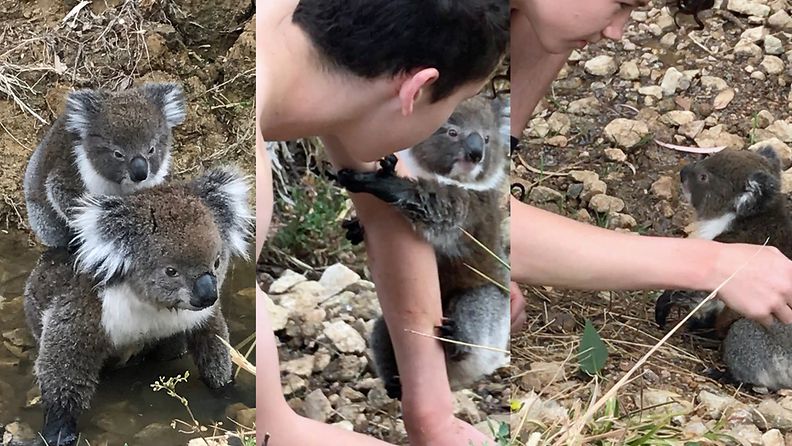 koala australia 4