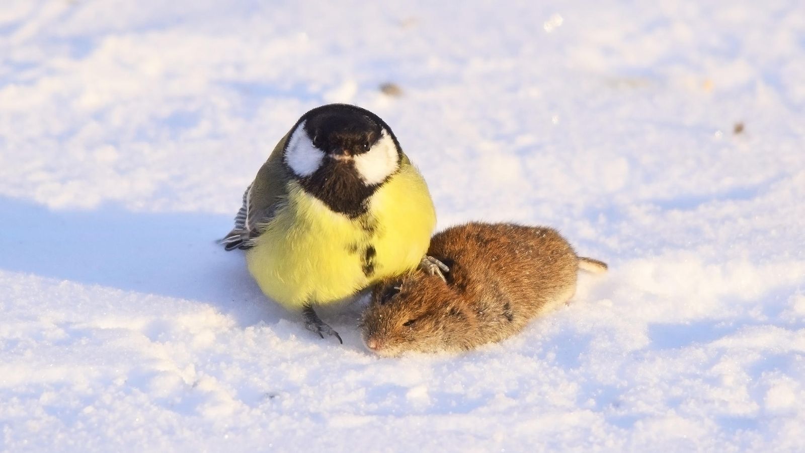 Sami tallensi erikoisen luontohetken: Tosielämän Angry Bird käytti myyrän  epäonnea armottomasti hyväkseen 