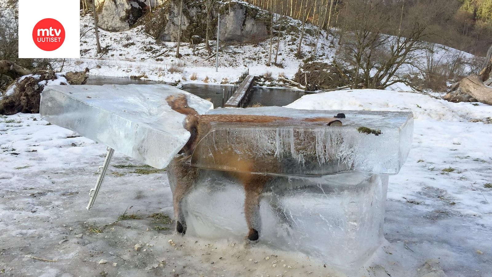 Ällistyttävä kuva: Jääkuutioon jähmettynyt kettu leikattiin irti –  varoittaa nyt heikoista jäistä 