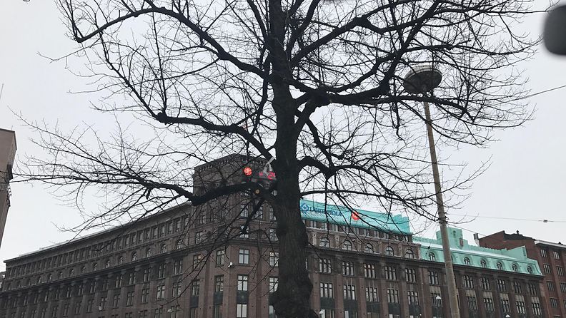 Rautatientorin puu, johon mies yritti hirttäytyä