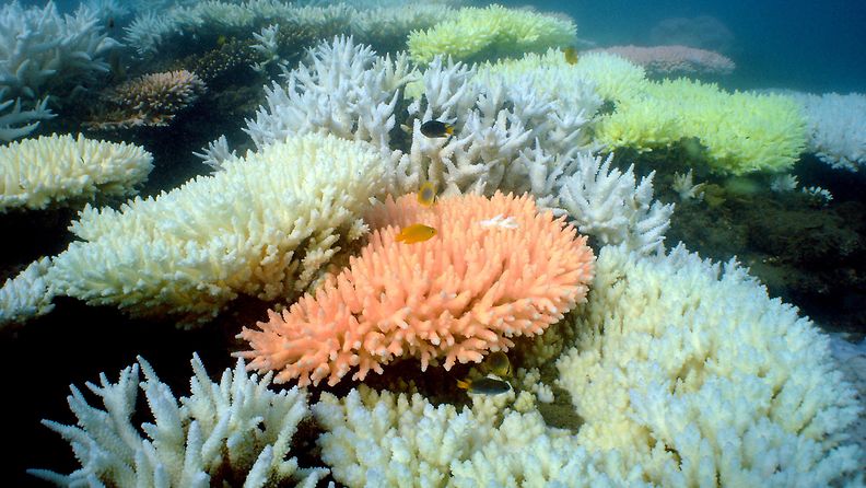 korallit, haalistuminen