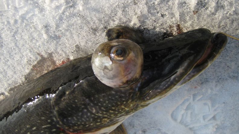 Mulkosilmähauki hämmästytti kalastajan Sääksjärvellä