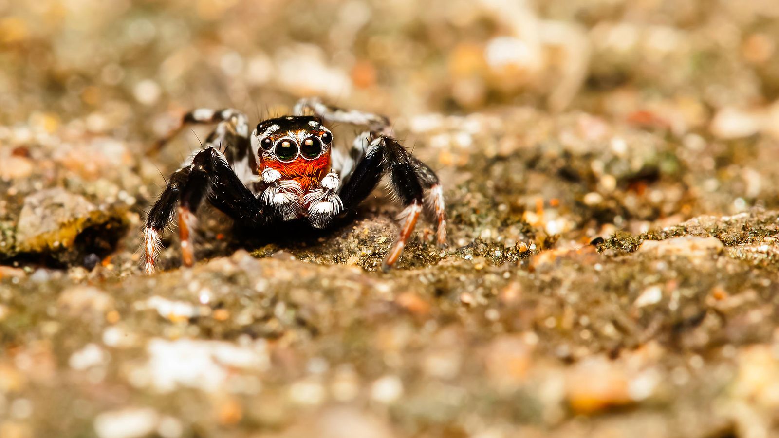 Hämähäkit voisivat syödä kaikki maailman ihmiset vuodessa – tästä  tutkimustuloksesta saat taatusti painajaisia! 