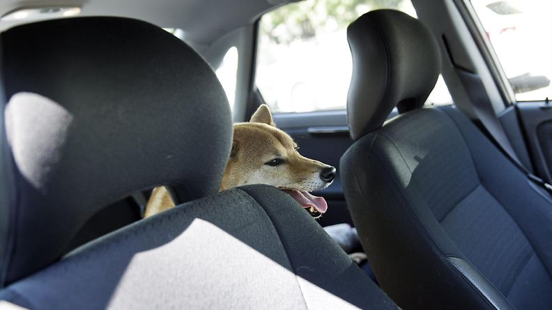 koira autossa