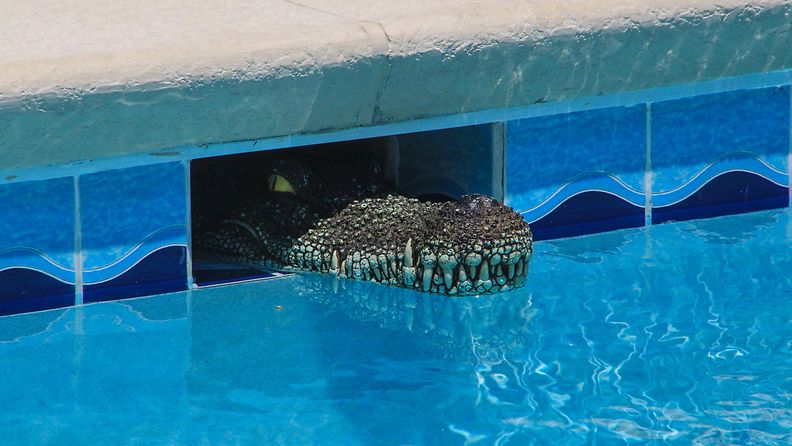 alligaattori altaassa