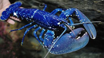 uutiskuva lobster