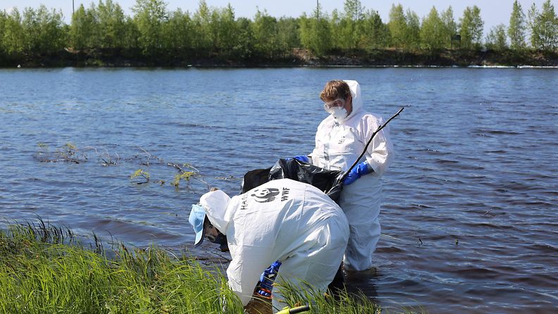 WWF:n öljyntorjuntajoukot avustavat viranomaisia Oulun Energian Toppilan voimalaitoksella tapahtuneen öljyvuodon jälkien puhdistamisessa.