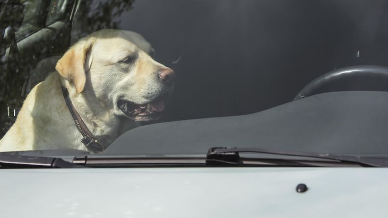 koira kuumassa autossa (1)