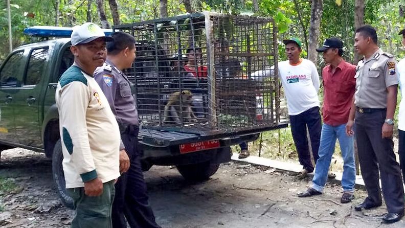  Indonesiassa laitettiin kovat piippuun apinoita vastaan - kymmenet kiväärimiehet metsästävät kyläläisiä riivaavia makakeja