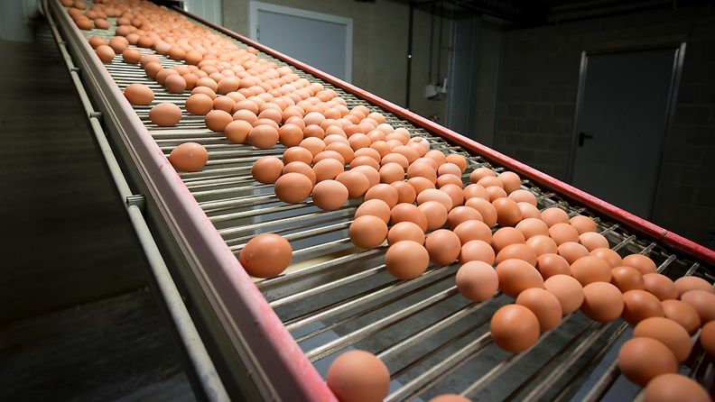 Miljoonia kananmunia on vedetty pois kaupoista Belgiassa, Hollannissa ja Saksassa, kun niistä löydettiin merkkejä hyönteismyrkystä.
