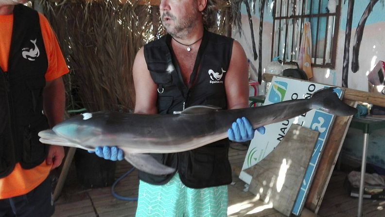 Kuollut delfiininpoikanen eläinsuojelujärjestön työntekijän käsissä. 