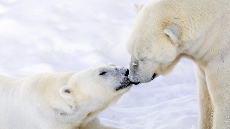 jääkarhu manasse ranuan eläinpuisto