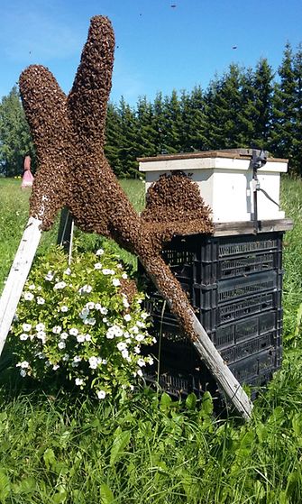 mehiläisparvi