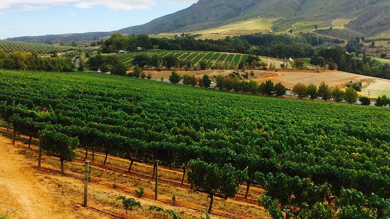 Delaire Graffin viinitilan rypäleet kypsyvät upeissa maisemissa Stellenboschin kaupungin laidalla Etelä-Afrikassa.