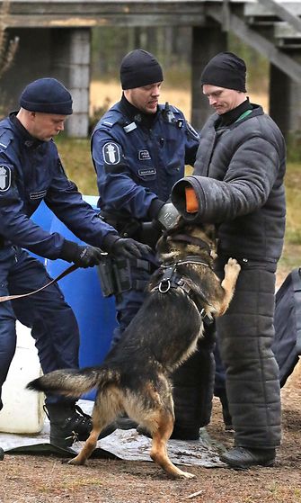 Kreo on poliisikoirien suomenmestari – nelivuotias saksanpaimenkoira  yllätti taidoillaan isäntänsäkin 