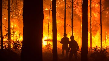 Portugali metsäpalo maastopalo (2)