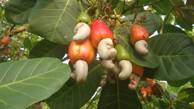 cashew puu