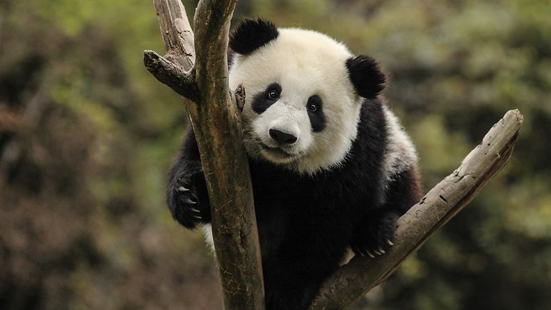 Panda ähtäri