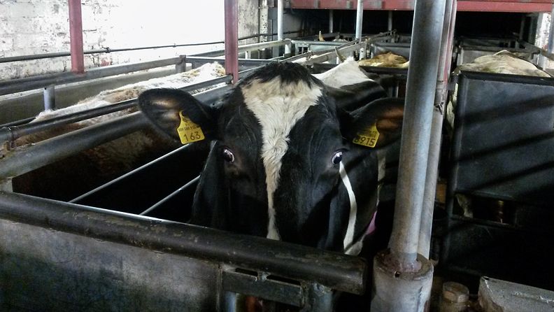 Sastamala teurastamo lehmä nauta 2013-2015