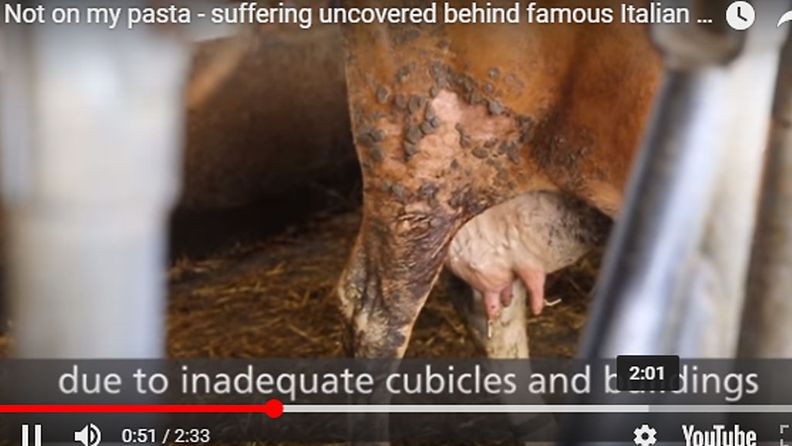 Italian lehmät/Compassion in world farming