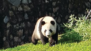 Panda_8