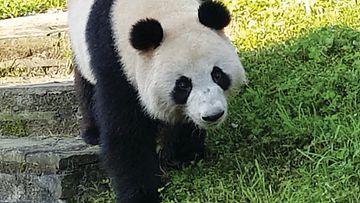 Panda_9